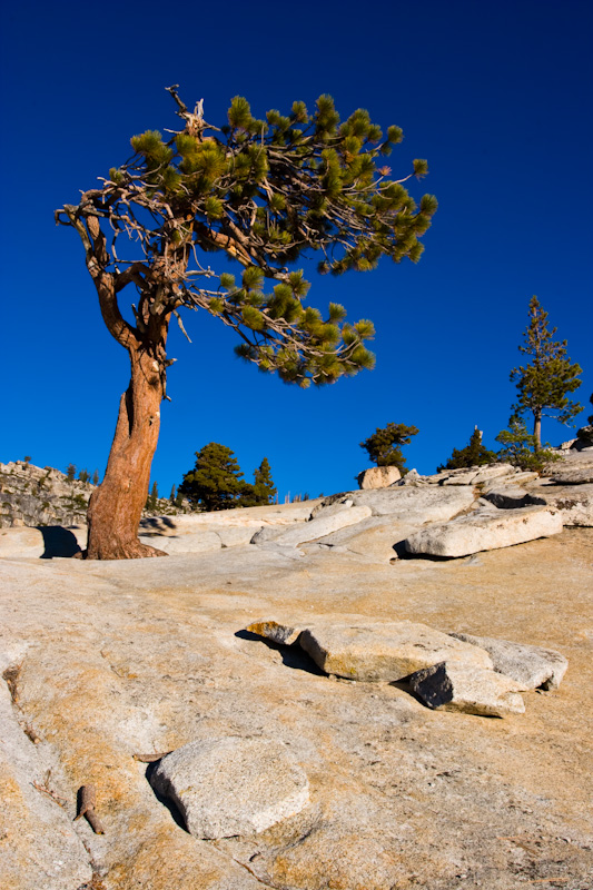 Tree And Boulders